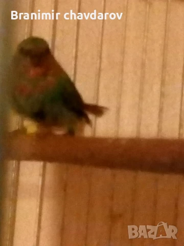 продавам амадини , снимка 13 - Амадини - 51182745