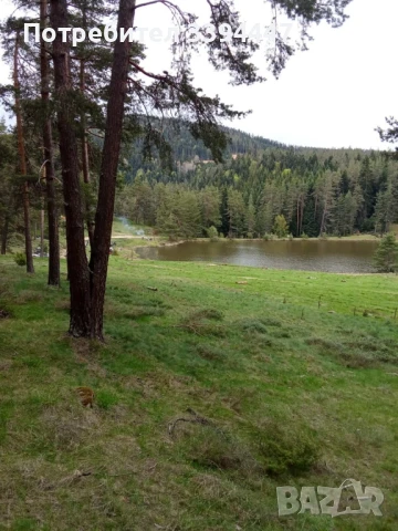 Биволско , овче и козе сирене 