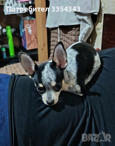 Чихоа родено 23 1125, снимка 2 - Чау Чау - 53539097