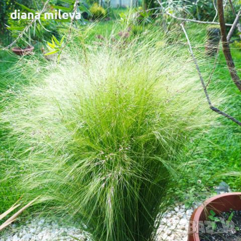 Стипа, Ангелска коса, декоративна студоустойчива трева!, снимка 4 - Градински цветя и растения - 45770571