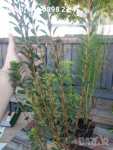 Енкиантус/ Enkianthus Campanulatus, снимка 6 - Разсади - 40935087