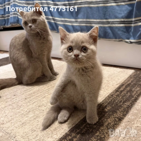 Британски Късокосмести котенца, снимка 7 - Британска късокосместа - 53928037