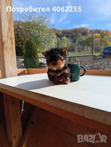 Мини йоркширски териер , снимка 2 - Йоркширски териер - 52878522