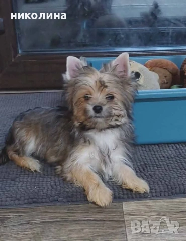 продавам йоркширски териер , снимка 9 - Йоркширски териер - 53471449