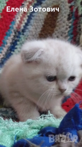 Шотландски котенца , снимка 16 - Други - 54288216