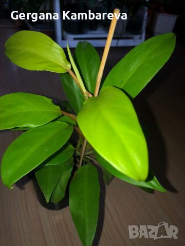 Philodendron Malay Gold , снимка 1 - Стайни растения - 46117248