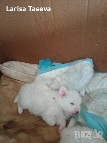 продавам малки померан, снимка 7 - Померан - 52825449