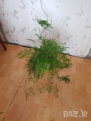 Стайни цветя в саксии, снимка 15 - Стайни растения - 33680701