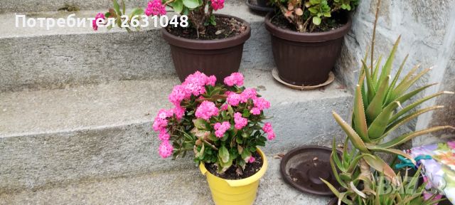 цвете каланхое, снимка 14 - Стайни растения - 45540177