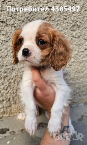 Кученца Кавалер Кинг Чарлз шпаньол, мъжки и женски, снимка 4 - Кавалер кинг чарлз шпаньол - 53898090