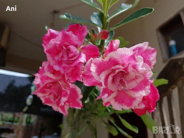 Пустинна роза, снимка 2 - Стайни растения - 52227236