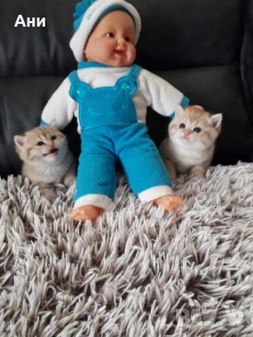  Златни Британски Сладурчета , снимка 3 - Британска късокосместа - 52584679