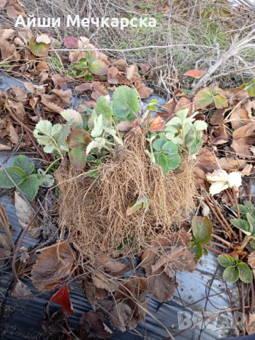 Предлагам разсад ягоди сорт Алба на едро , снимка 9 - Разсади - 53478025