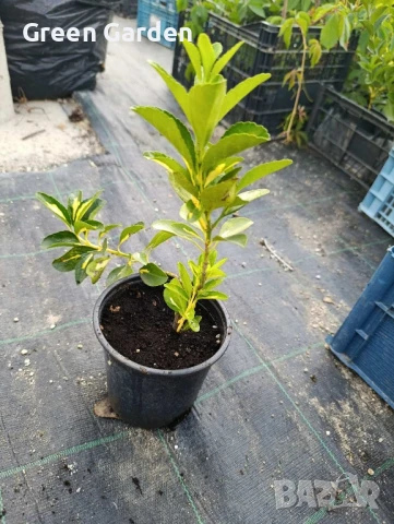 Евонимус японика

, снимка 5 - Градински цветя и растения - 47382482