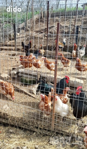 Продавам домашни яйца от свободно отглеждани кокошки 