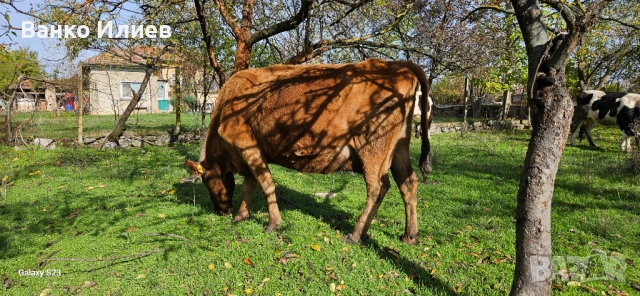 Свободни 6 редовни крави , снимка 14 - Крави - 52412161