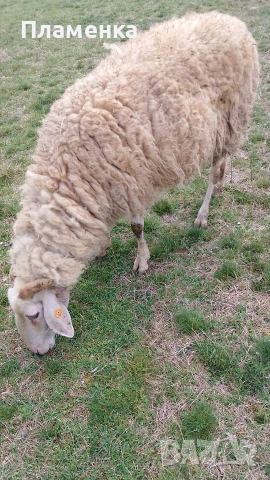 Продавам овца, снимка 2 - Овце - 53992108