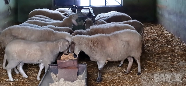 Свободни Овце и Кочове!