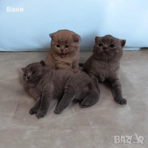 Британски късокосмести, снимка 5 - Британска късокосместа - 53935500