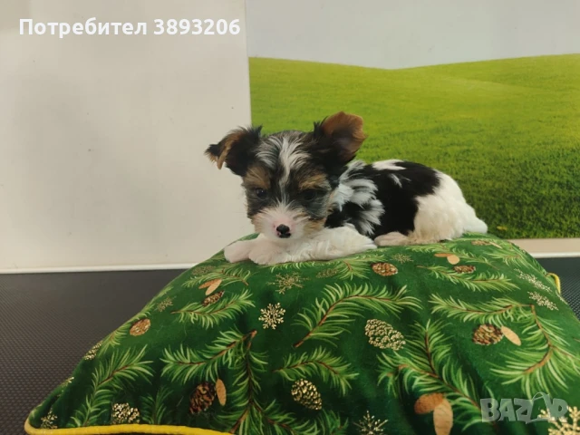 йорки Бивер, снимка 3 - Йоркширски териер - 50984414