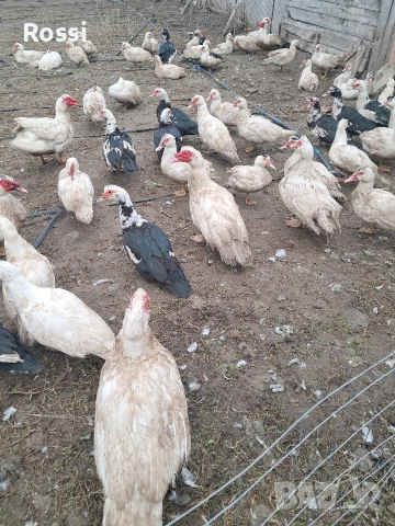 Неми патици