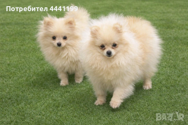 Свободни момичета на 7месеца търсят своите нови спопани!❤️🐶