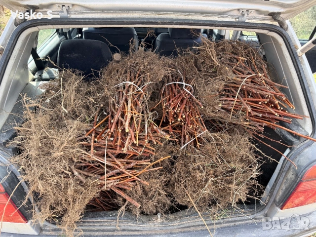 Ягоди малини разсад 