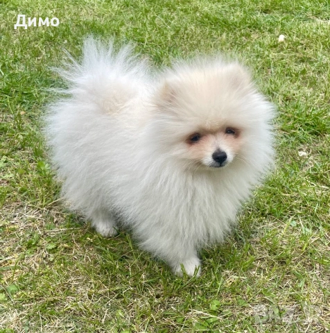 Мъжки померан, снимка 7 - Померан - 54242429