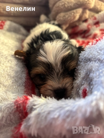 Йорки бивър Изгодно! , снимка 6 - Йоркширски териер - 52531398