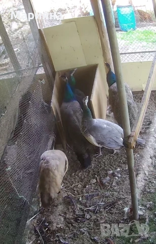 птици.Индийски пауни, снимка 2 - други­ - 54214460