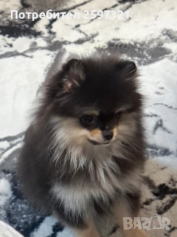 ПОМЕРАН , снимка 8 - Померан - 53181573