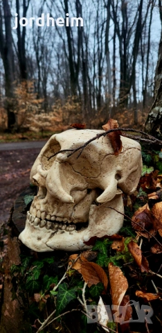 3D фентъзи черепи. 3D Fantasy realistic skulls dark fantasy, снимка 14 - Декорация за дома - 53940500