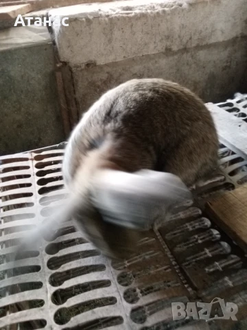 Продавам заек, снимка 2 - Други - 50477201