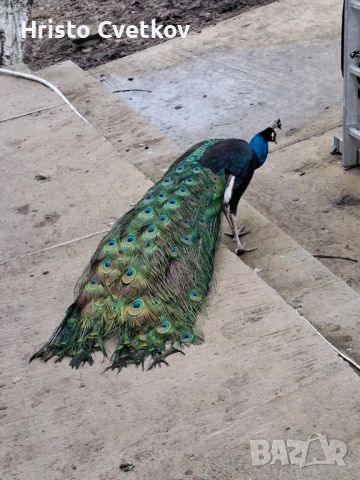 Паун индийски и чернокрил