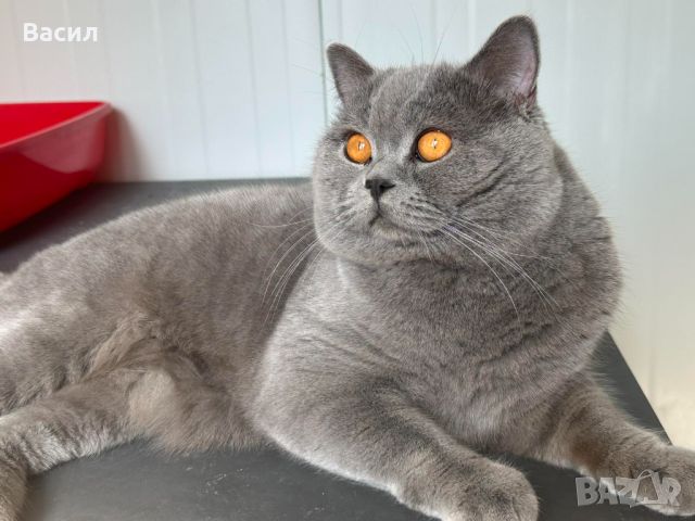 Продавам британски късокосмести котета, снимка 14 - Британска късокосместа - 46684108