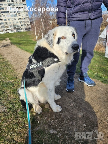 Младо куче търси своя дом!, снимка 7 - Други - 52008103