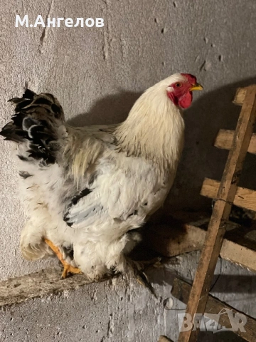 Петли , снимка 5 - Кокошки и пуйки - 53836911