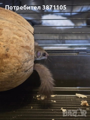 Подарявам африкански горски сънливец