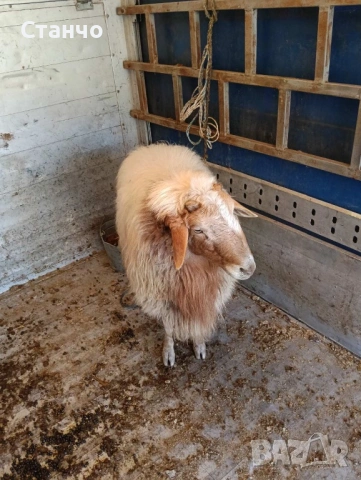Продавам 2 коча, снимка 4 - Овце - 53742793