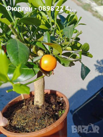     МИНИ ПОРТОКАЛ - КАЛАМОНДИН и Кумкуат (Citrus japonica), снимка 9 - Разсади - 46773611