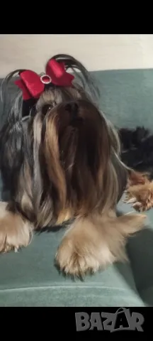 Йоркширски териер 