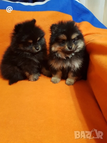 Померан померанчета свободни Гр София, снимка 12 - Померан - 52967032