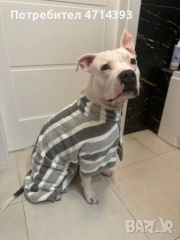 Търсим приятелка за Матео 2,6г. Американский стаффордширский терьер, снимка 6 - Американски стафордширски териер - 53164412