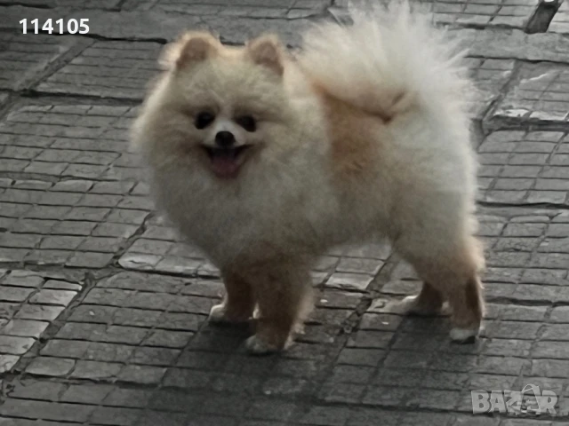Померан мъжки, снимка 11 - Померан - 49418362