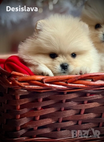 Мини померан , снимка 5 - Померан - 52874570