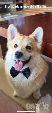 Уелско корги пембрук