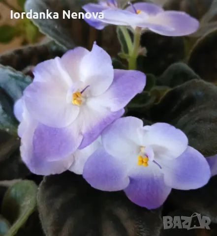 Сентополия , снимка 4 - Стайни растения - 37774721