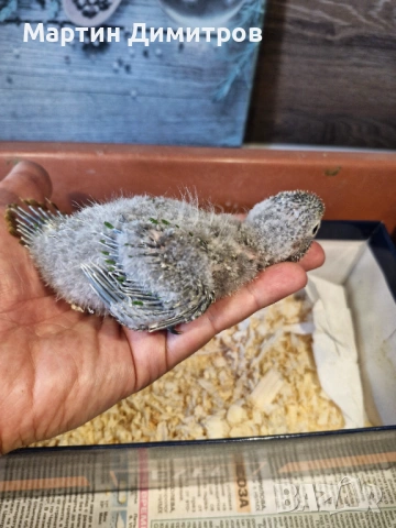 Пирура Молина 