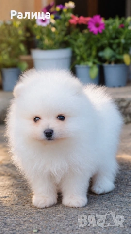 Момчета , снимка 5 - Померан - 54079165