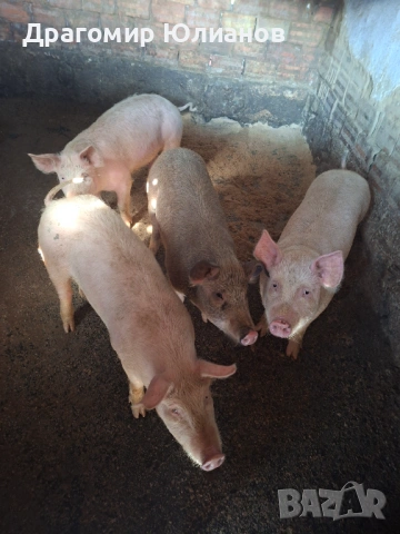 Продавам домашни прасета 2 мъжки-2 женски 